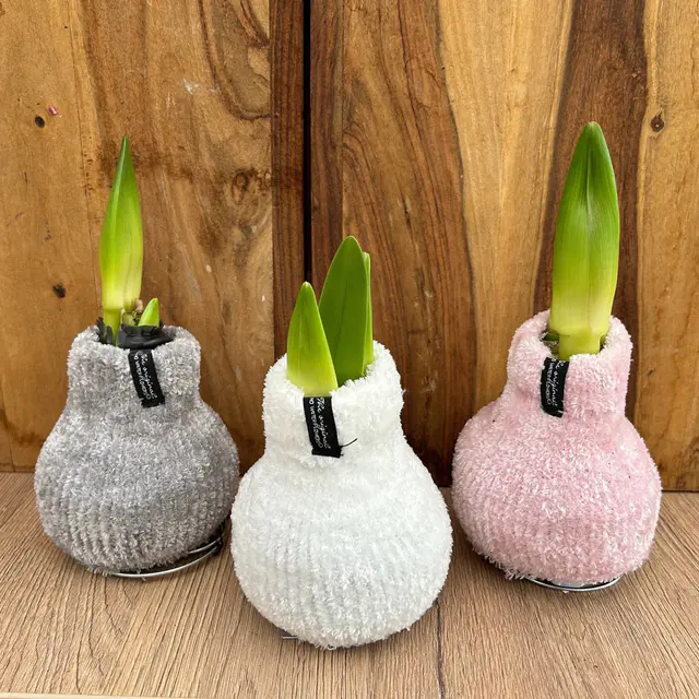 Amaryllis in Wachs, Dekor 'Pullover Cozy Fluffy' nach Verfügbarkeit, Blüte weiß