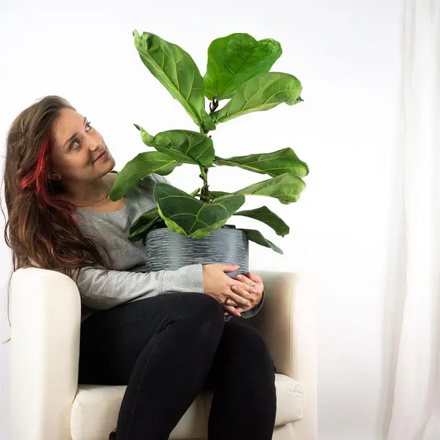 Ficus Geigenblatt - Üppig