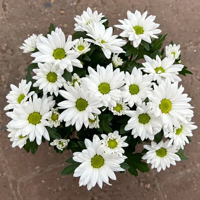 Chrysanthemen 'Swifty', weiß, Topf-Ø 10,5 cm, 6 Pflanzen