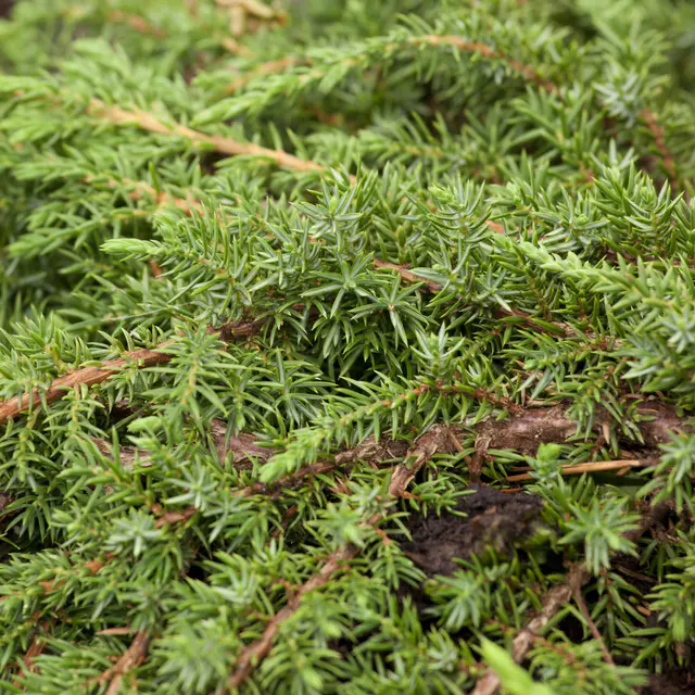Grüner Teppichwacholder 'Green Carpet', Höhe 20-30 cm, Topf 2 Liter, 10 Pflanzen