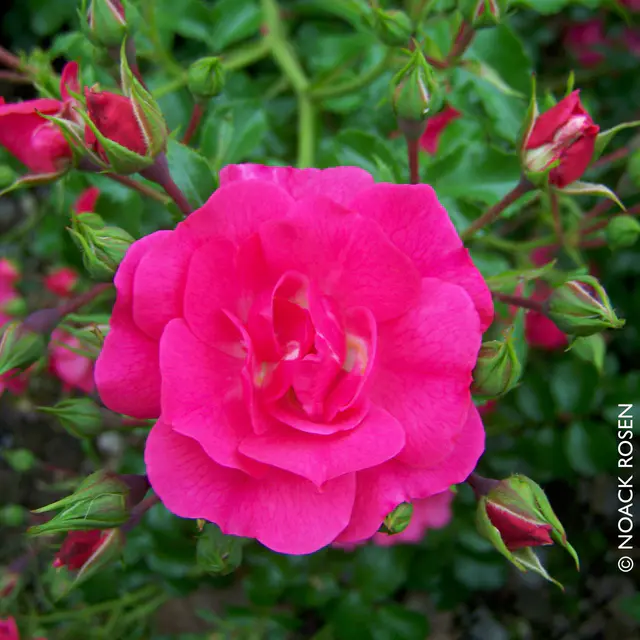 Bodendeckerrose 'Heidetraum'®, karminrosarot, Topf 3 Liter