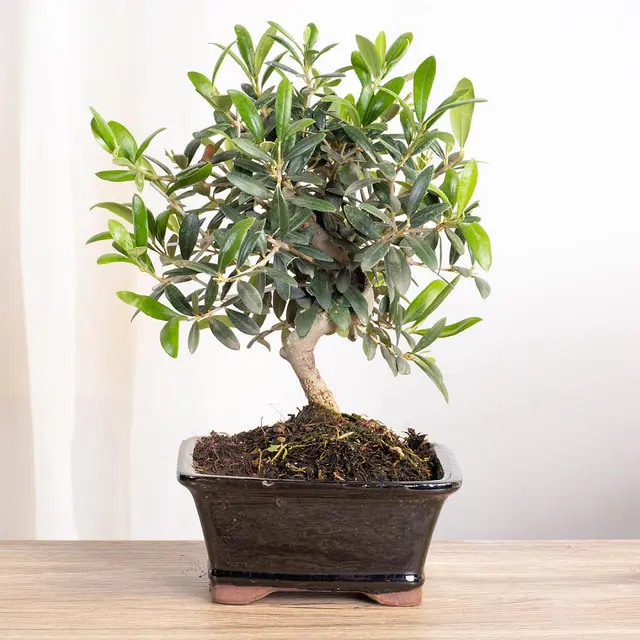 Bonsai Olivo 8 Jahre alt