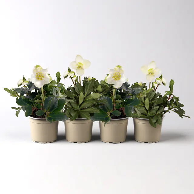 Christrose 'Christmas Carol' weiß, Topf-Ø 9 cm, 4er-Set