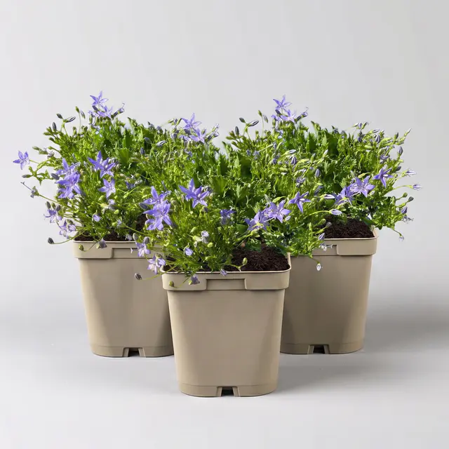 Bio Campanula garganica blau, Topf 11x11 cm, 3 Pflanzen