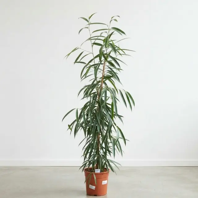 Ficus "Alii"