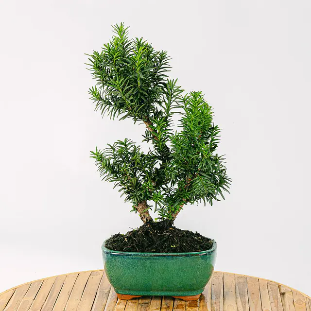 Bonsai 9 Jahre alt Taxus media
