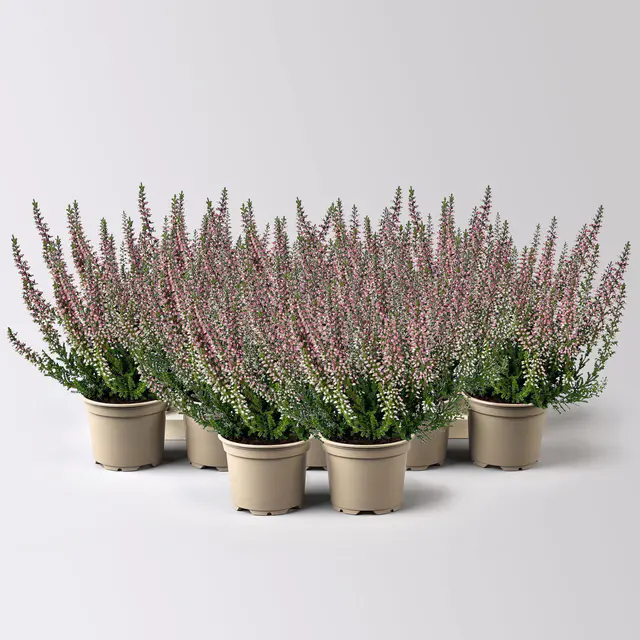 Knospenheide, Mini, rot, Topf-Ø 6 cm, 12 Pflanzen
