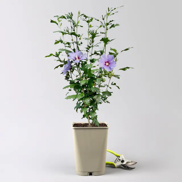 Garten-Hibiskus 'Marina', violettblau, 40 - 60cm hoch, Topf 5 l