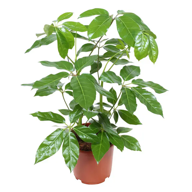 Schefflera actinophylla 'Amate', Topf-Ø 24 cm, Höhe ca. 85 cm