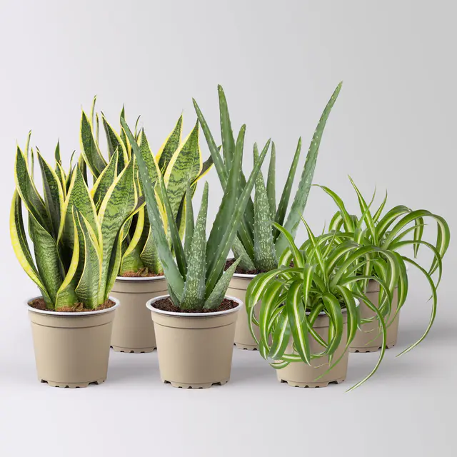 Grünpflanzen-Set Saubere Luft trockentolerant, Topf-Ø 12 cm, 6 Pflanzen