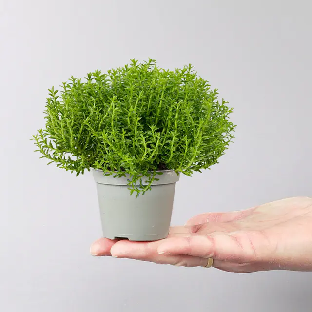 Hebe 'Green Globe®', Mini, Topf-Ø 7 cm, 12 Pflanzen