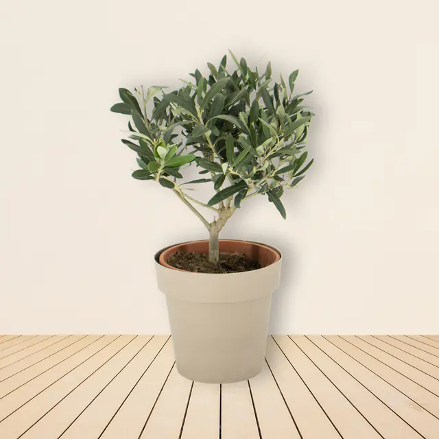 Olivenbaum (Busch) + gratis Topf | Olea Europaea