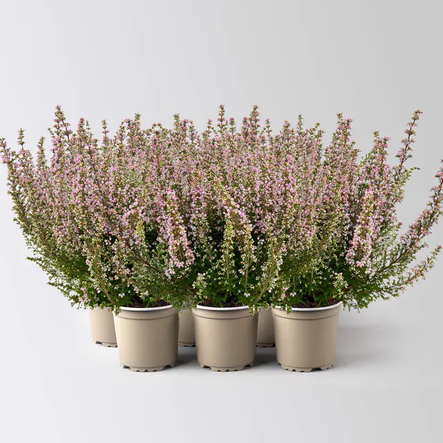 Glockenheide 'Beauty Queens®', rosa, Topf-Ø 12 cm, 6 Pflanzen