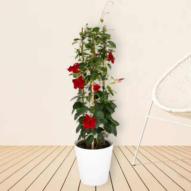 Rote Mandevilla Pyramide + gratis Topf