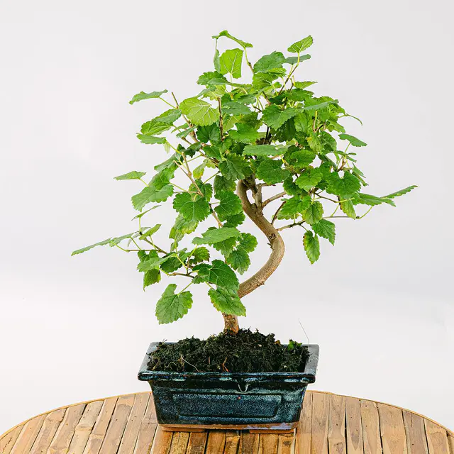 Bonsai Morus sp 7 Jahre alt