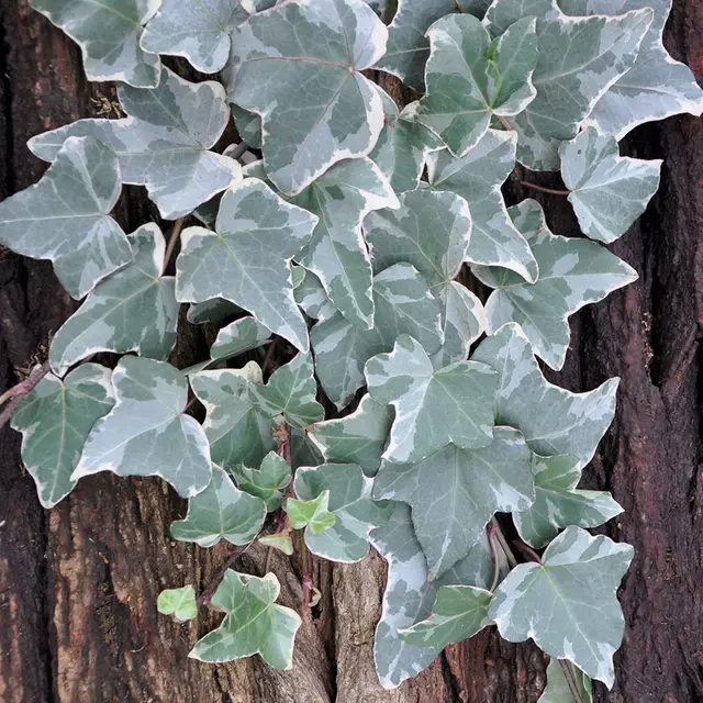 Gewöhnlicher weißbunter Efeu, Hedera helix 'Glacier', 2er Set, im 2 l Topf