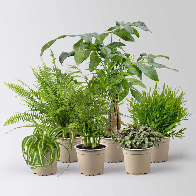 Grünpflanzen-Set Tierfreund, Topf-Ø 12 cm, 6 Pflanzen