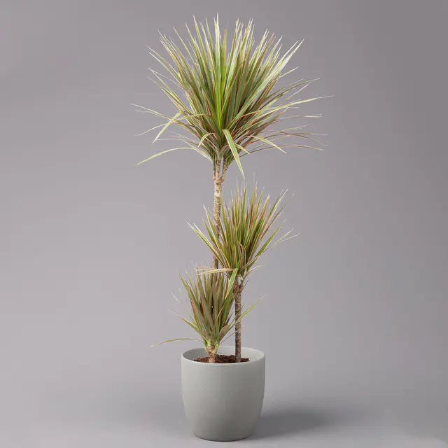 Gerandeter Drachenbaum 'Bicolor', Topf-Ø 21 cm, Höhe ca. 110 cm