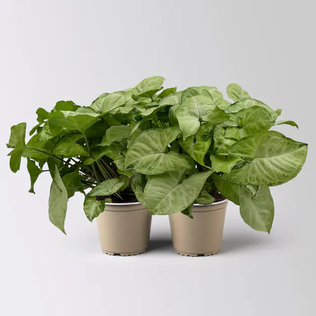Syngonium 'White Butterfly', Topf-Ø 12cm, 2 Pflanzen