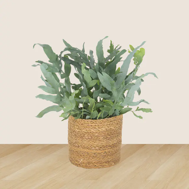 2er-Set Goldfruchtpalme & Goldtüpfelfarn — Bild 3