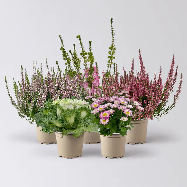Pflanzenkreation Herbstromantik, rosa-weiß, 5 Pflanzen