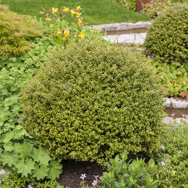 10er-Set Japanischer Ilex 'Glorie Gem' Höhe 15-20 cm, 2 Liter Topf
