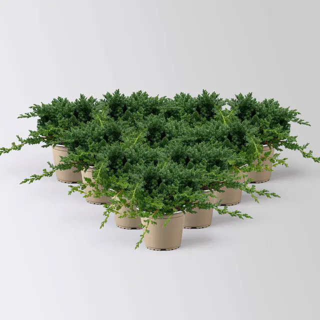 Japanischer Kriechwacholder 'Nana', 10er-Set, Höhe 20-30 cm, Topf 2 Liter