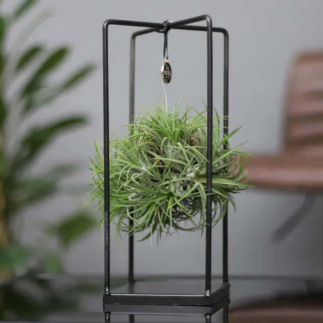 Tillandsia 'Magic Ball' in eckigem Metallgestell, 17cm Ø