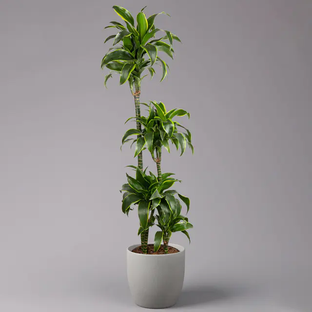 Duftender Drachenbaum 'Dorado', 4er Tuff, Topf-Ø 27 cm, Höhe ca. 160 cm