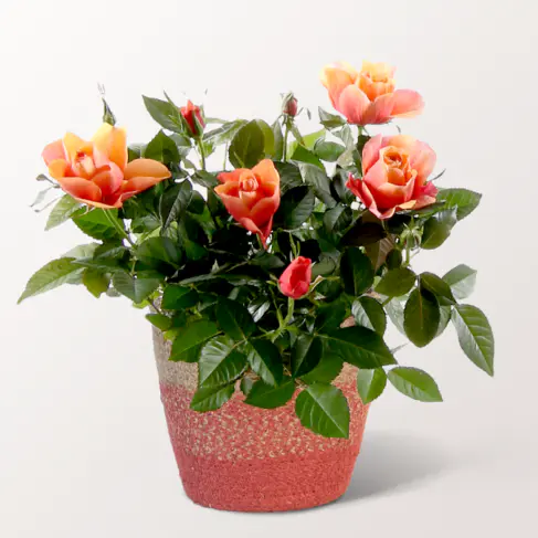 Orange Rose im Seegraskorb