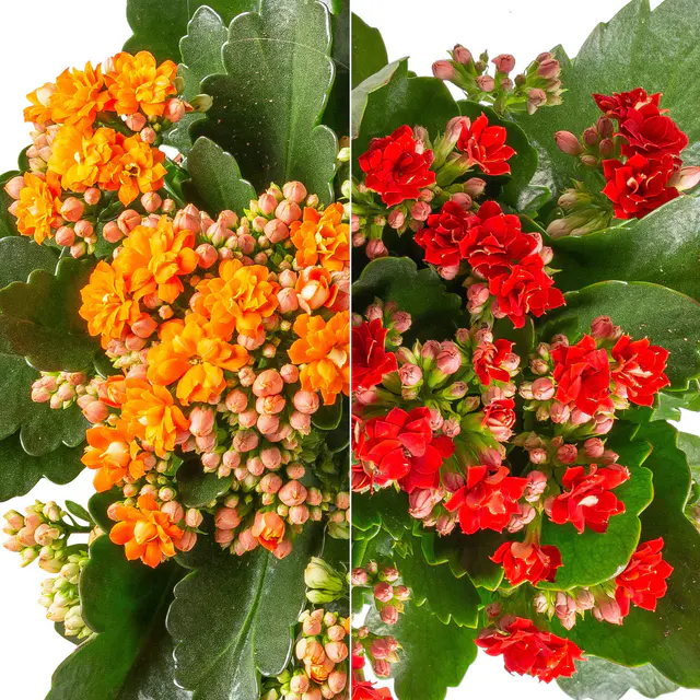 Kalanchoe 'Calandiva'®, rot&orange, Topf-Ø 12 cm, Höhe ca. 20-30 cm, 6er-Set