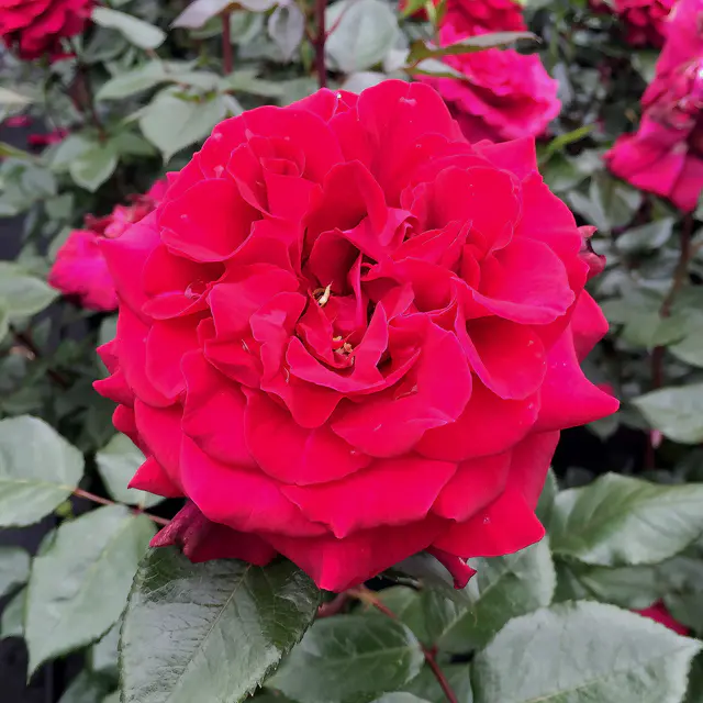 Stammrose 'Bellevue'®, Edelrose, Stammhöhe 60cm, Topf 7,5 Liter