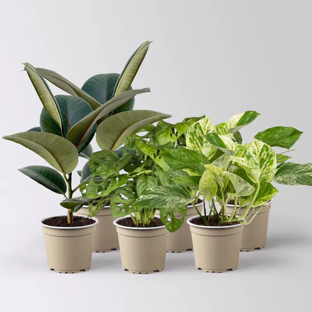 Grünpflanzen-Set Pflegeleicht, Topf-Ø 12 cm, 6 Pflanzen