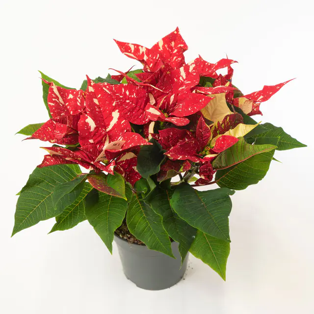 Weihnachtsstern, rot, weiß gesprenkelt, Topf 13 cm Ø, 3 Pflanzen