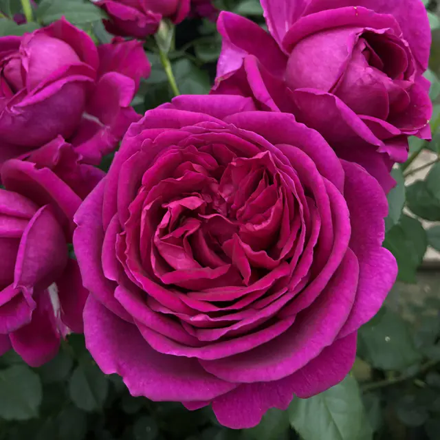 Duftende Beetrose 'Für Elise'®, violett, Topf 5 Liter, 4 Pflanzen