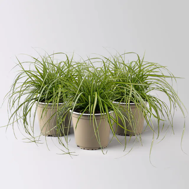 Bio Gartensegge 'Eversheen', gelb-grün, Topf-Ø 12 cm, 3 Pflanzen