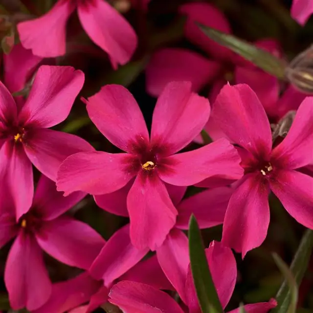 Phlox subulata 'Scarlet Flame' rot, Topf 11x11 cm