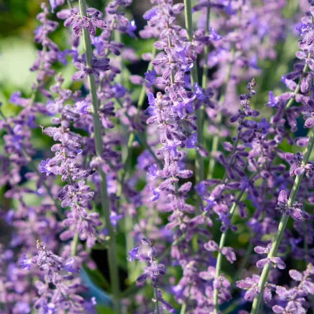 Kölles Beste Kompakte Blauraute 'Little Spire(S)', blauviolett, Topf 3 l