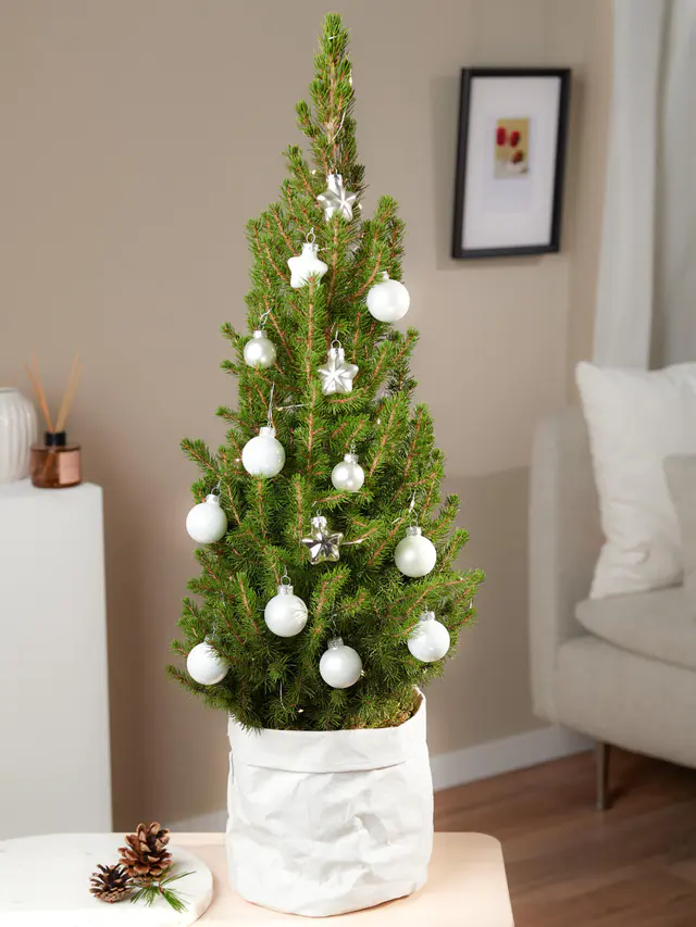 Weihnachtsglanz