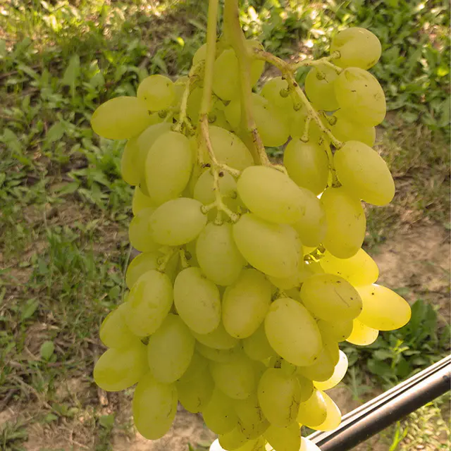 Kernlose Tafeltraube 'Sonja'Ⓢ, Höhe ca. 50 cm, Topf 3 Liter
