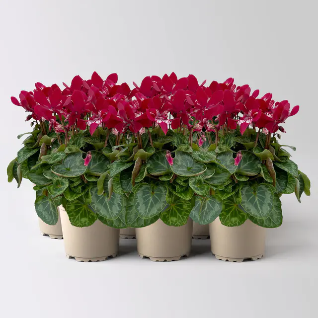 Alpenveilchen 'Exclusive® Djix', weinrot, Topf-Ø 10,5 cm, 6 Pflanzen