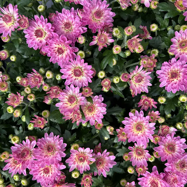 Chrysanthemen, rosa, Topf-Ø 10,5 cm, 8 Pflanzen