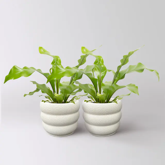 Nestfarn, Topf-Ø 12 cm, mit Keramiktopf Byron, 2 Pflanzen