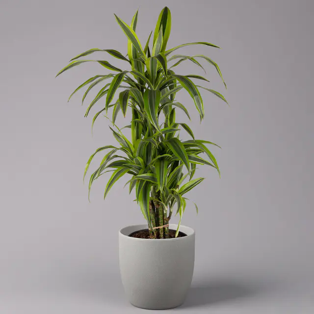 Duftender Drachenbaum 'Lemon Lime', verzweigt, Topf-Ø 24 cm, Höhe ca. 80 cm
