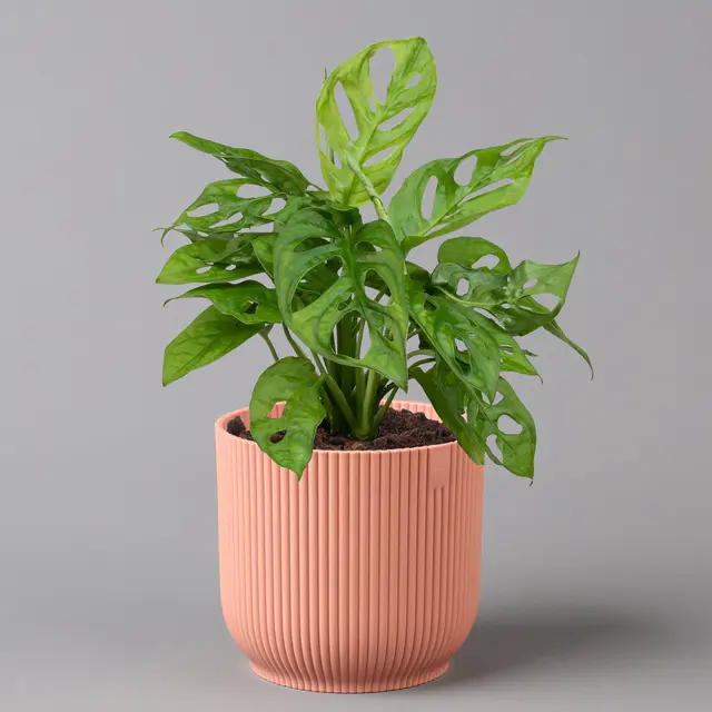 Monstera adansonii in Übertopf Vibes rosa, Topf-Ø 12 cm, Höhe ca. 25 cm