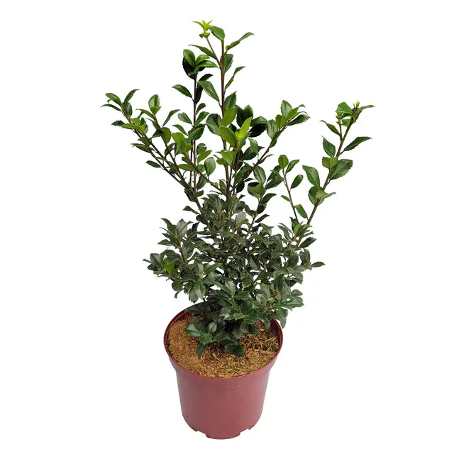 Stechpalme 'Heckenstar'®, 50er-Set, Höhe ca. 40-50 cm, Topf 5 Liter
