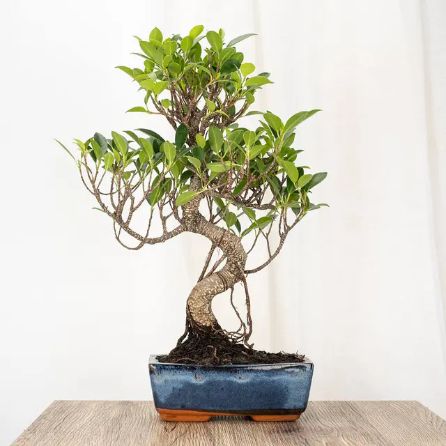 Bonsai Ficus retusa (8 Jahre alt)