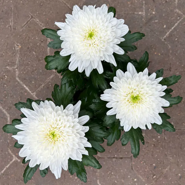 Chrysantheme 'Zembla Next White', weiß, großblumig, Topf-Ø 13 cm, 3 Pflanzen