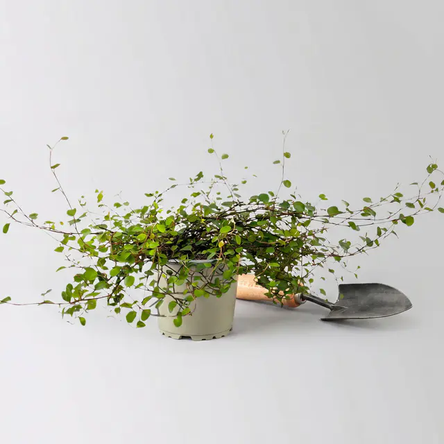 Bio Mühlenbeckia complexa, weiß, Topf-Ø 12 cm