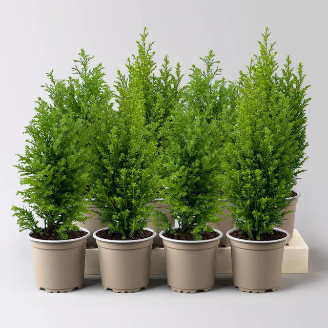 Gelbe Kegelzypresse 'Ellwood's Gold', Topf-Ø  9 cm, 8 Pflanzen